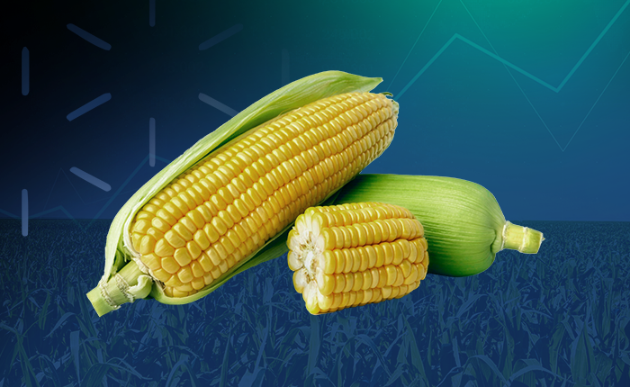 Mais: Produktion könnte steigen